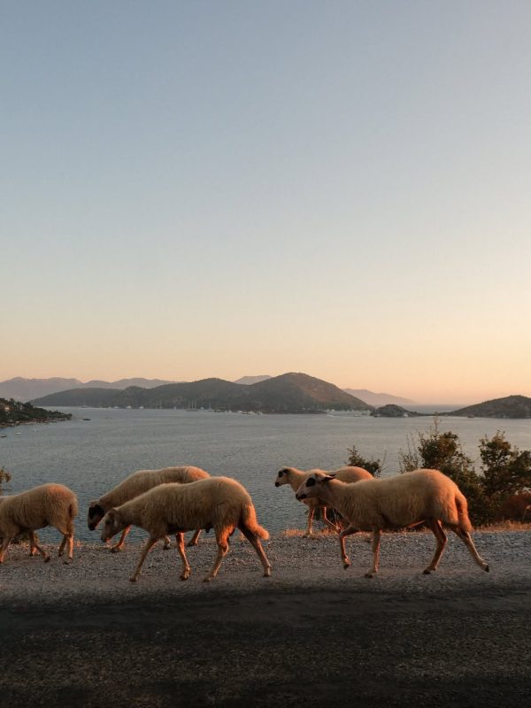 Marmaris-1-2025-Kisnis-Vesaire-Fikret-Can-Kusadali11