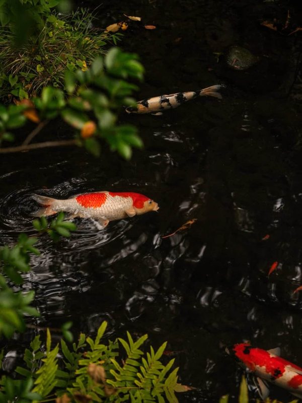 Tokyo-gezilmesi-gerekenler-Ekim-2025-Fikret-Kusadali-Kisnis-Vesaire7