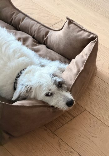 robin-köpekle-seyahat1
