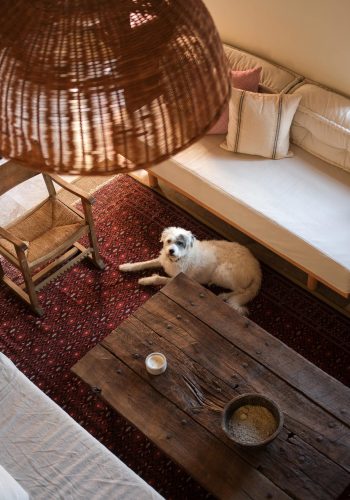 robin-köpekle-seyahat10