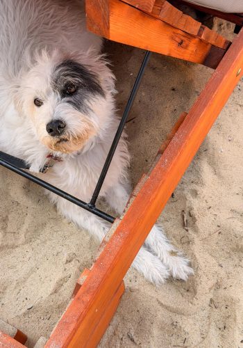 robin-köpekle-seyahat14
