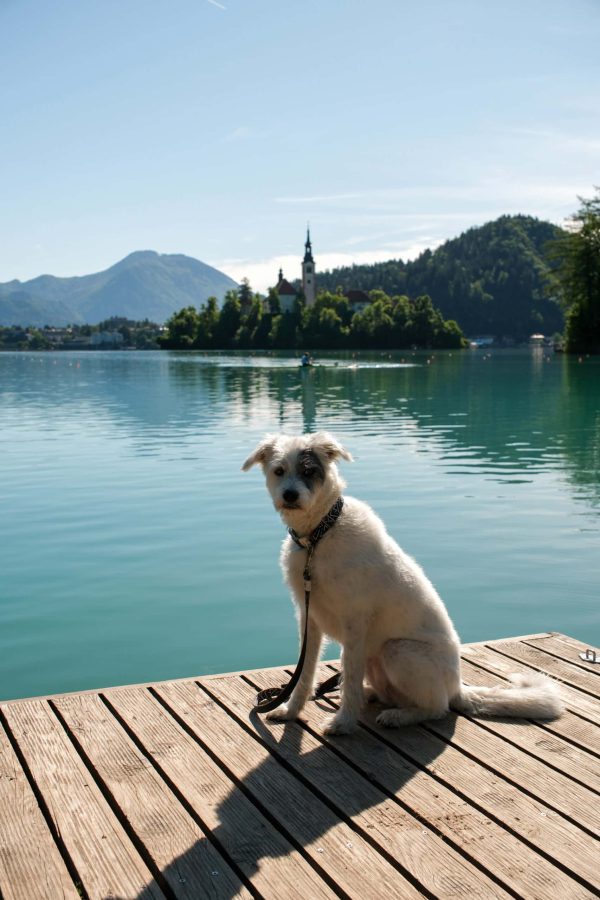 Köpekle seyahat