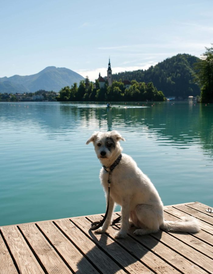 Köpekle seyahat