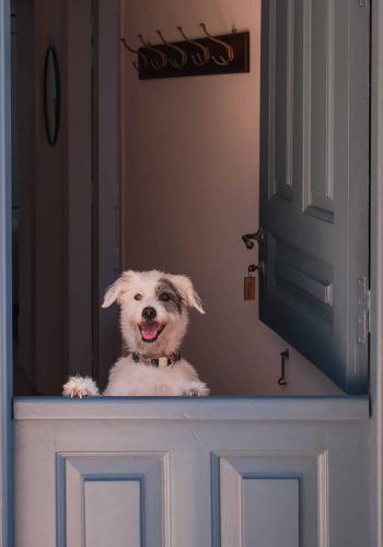 robin-köpekle-seyahat8