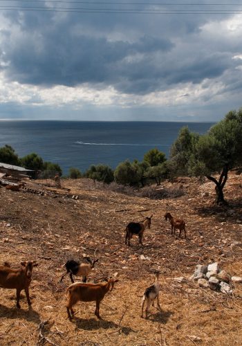 skopelos-kisnisvesaire-25062026-fikret-kusadali-73
